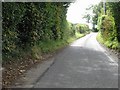 Road and hedgerows