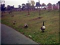 Canada Geese in Barking Park