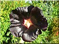 NO7875 : Almost black flower by Lyn Anderson