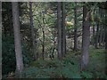 NS0682 : Larch woods above the Glentarsan Burn by Richard Webb