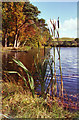 Bulrushes at Fachwen Pool