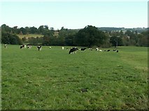 SE2912 : Cows Grazing by John Fielding
