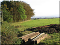 Grazing field and trees