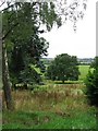 Trees and farmland