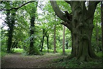TF9336 : Abbey woodland by Richard Croft