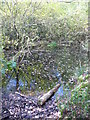 Tankards Pond, Wolvens Lane