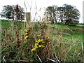 Wildflowers near Holbeck Manor