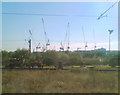 A forest of cranes