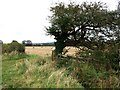 Farmland at Little London