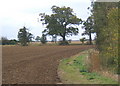 Footpath along field margin