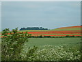 Poppy Fields