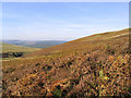 Bracken covered hillside