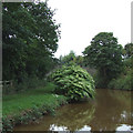 Trent and Mersey Canal, Wheelock, Cheshire