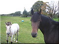 Horses at Whitemire.