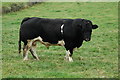 A Friesian Bull, Llandeilo Graban