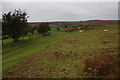 Llandeilo Hill