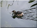 Adolescent Little Grebe fishing at Drayton Beauchamp