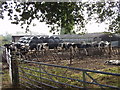 Dairy cows feeding on baled haylage