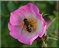 NJ3165 : Wild Rose with Hoverfly by Anne Burgess