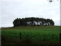 Copse near North Monecht.