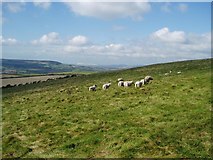 SZ5378 : Grazing sheep on Week Down by Nigel Freeman