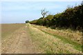 Track and Hedgerow