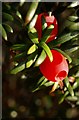 Yew berries, Kenn