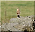 Wheatear (Oenanthe oenanthe)