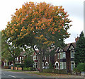 Sycamore Tree, Ferry Road, Scunthorpe