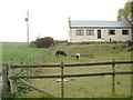 Shetland ponies at Killywhan