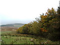 Field and trees in Autumn