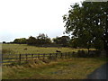 Cows in a field at Troston