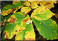 Horse Chestnut leaves changing colour