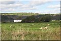 Pasture on East Marsh, Laugharne