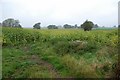 Maize Field