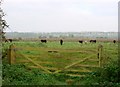 TL6298 : Cattle on Hilgay Fen by Lisa Wild