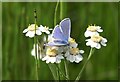 NT4681 : Common Blue (Polyommatus icarus) on Sneezewort (Achillea ptarmica), Aberlady by Mike Pennington