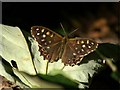 SH7782 : Speckled Wood (Pararge aegeria), Haulfre, Great Orme by Mike Pennington