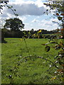 Glimpse through hedge at start of footpath, Brundish