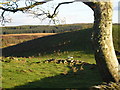 View towards Cairny Hill