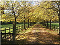 Autumnal view of drive to Tannington Hall