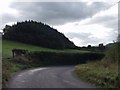 Foel Coppice