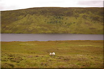 NH2694 : Sheep on moorland on the northern shore of Loch an Daimh, with Mullach a' Bhreum-Leitir behind by Ian Capper