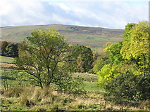 NY6951 : Pastures and woodland near Blackcleugh by Mike Quinn