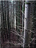 SN7377 : Forestry in the Rheidol Valley by John Lucas