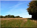 SY8199 : Jubilee Trail, near Milborne St Andrew by Brian Robert Marshall