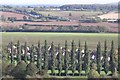 Line of Poplars