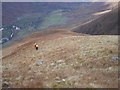 NG9616 : West ridge of Sgurr na Carnach by Callum Black