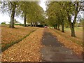 Autumn in Delves Park (1)