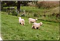 SJ3016 : Sheep at Lower House Farm by Graham Horn